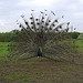 'Patrick' showing his feathers!